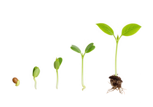 Plant growth stages isolated on transparent background