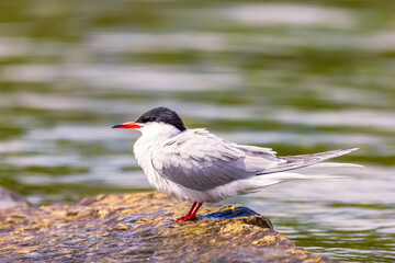 Common tern resting on a rock by the water