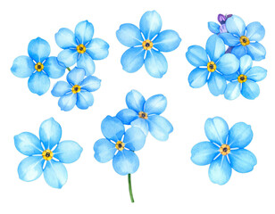 Fototapeta premium white flowers on blue background