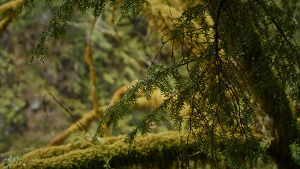 Close up of pine branches with moss covered trees in the background, creating a serene and natural atmosphere