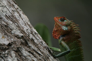 Beautiful Lizards in the Nature, Sri Lanka 