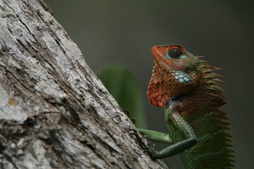 Beautiful Lizards in the Nature, Sri Lanka 