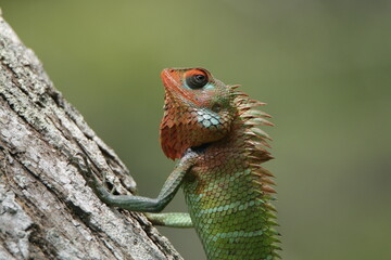 Beautiful Lizards in the Nature, Sri Lanka 