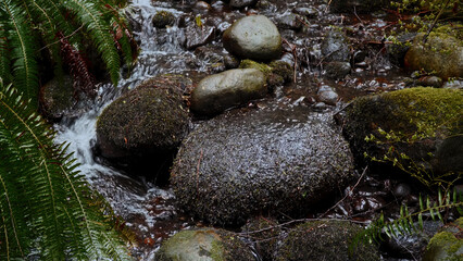 Crystal clear water flows over mossy rocks and ferns, creating a tranquil scene in a peaceful forest