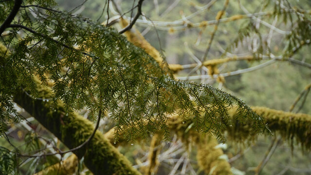 Water dripping from a western hemlock branch after the rain in a pacific northwest temperate rainforest