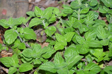 Green Plant Leaves