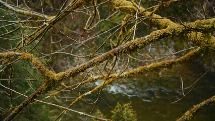 Moss covering tree branches above a river in a forest, creating a peaceful natural scene