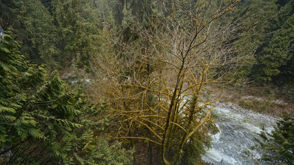 River flowing through a lush temperate rainforest in the pacific northwest, featuring evergreen trees and moss covered branches