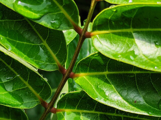 The background of wet leaves exposed to raindrops looks fresh and beautiful green.	
