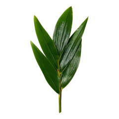 Lush Green Leaf Isolated on Transparent Background for Nature Themes