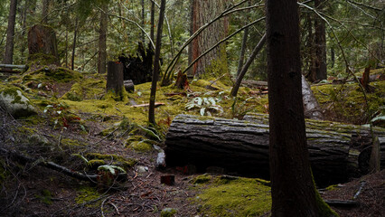 Lush green moss growing on a fallen tree trunk in a damp pacific northwest rainforest