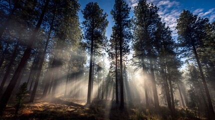 Sunlight filtering through dense fog forest of tall pine trees soft rays of light illuminating misty atmosphere creating tranquil ethereal scene of nature cut out on isolated transparent background