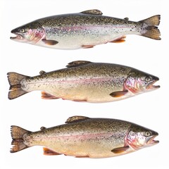 Rainbow Trout Freshwater Fish Isolated on White Background