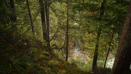 Small waterfall flowing through a lush green forest in the pacific northwest