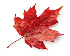 Vibrant red maple leaf on a white background.