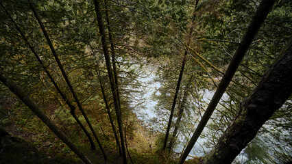 Fototapeta premium Evergreen trees covering a river flowing through a forest, seen from a high vantage point