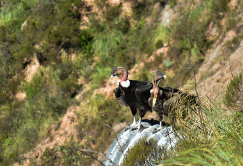 cóndor salvaje, en extinción, cuello blanco, vigilante de las sierras, salvaje, volador, enorme,...