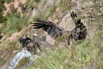 condor de las cumbres, cuello blanco, altura, montañas altas, vuelos de aves, descanso de condor, animal negro,  picos puntiagudos, salvajes