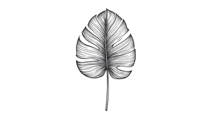 Outline Sketch of Tropical Leaf Isolated on White Background Nature, Exotic, and Botanical Illustration