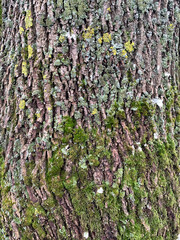 the bark of an old tree covered with green moss