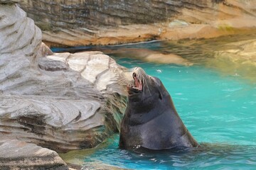 Yawning Sea Lion Beside Rock
