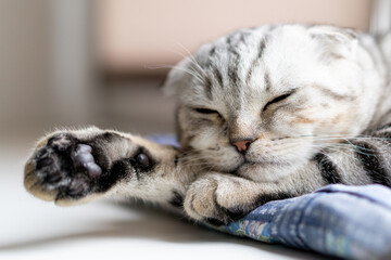 Beautiful Scottish fold cat resting in a cozy home. Purebred cat, gray marble color