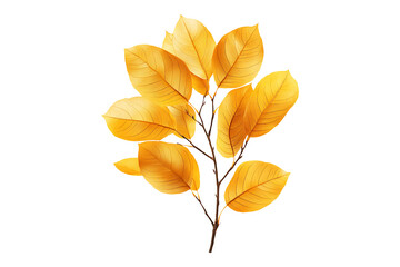 Fototapeta premium Golden small leaves isolated on transparent background