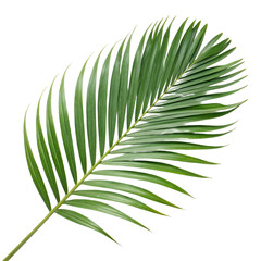 Obraz premium Single green palm leaf with natural texture and tropical feel, perfect for botanical design, summer themes or nature graphics, isolated on transparent background 