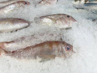 fresh fish in ice on the market