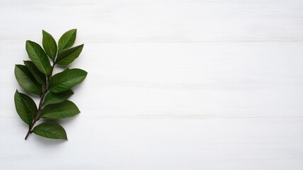 A branch with green leaves lies on a white wooden surface, creating a minimalist and natural look.