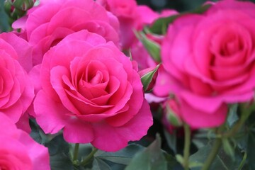 鮮やかなピンクのバラの花のアップ（ローズうらら）