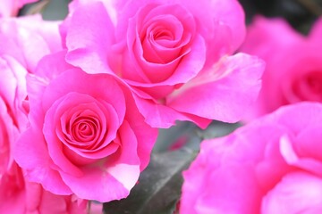 鮮やかなピンクのバラの花のアップ（ローズうらら）