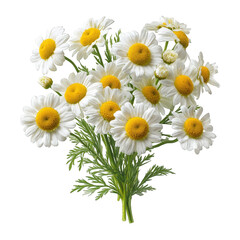 Obraz premium Beautiful bouquet of fresh white daisies with yellow centers isolated on on transparent background