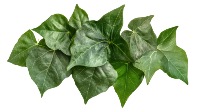 green leaves Javanese tree bine on white background