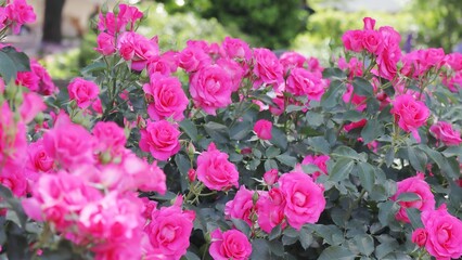 沢山の鮮やかなピンクのバラの花 満開（ローズうらら）