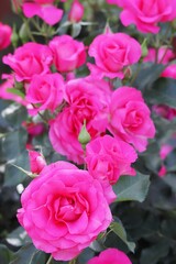 鮮やかなピンクのバラの花のアップ（ローズうらら）縦