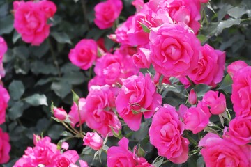 沢山の鮮やかなピンクのバラの花 満開（ローズうらら）