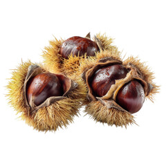 Fresh sweet chestnuts in spiky burrs autumn harvest delicious food fall on transparent background