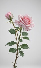 Obraz premium Delicate pink rose blossom, pristine white backdrop, plant, pink rose, texture
