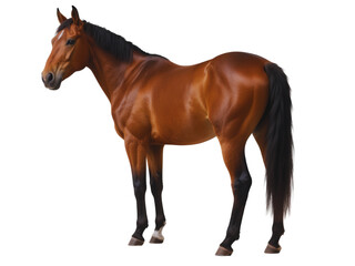 Naklejka premium Chestnut Horse Isolated on Black Background