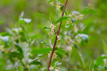 Autumn Olive Wildflowers on the Emery Creek Falls Trail, near Chatsworth, Georgia.
