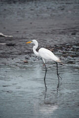 A white heron gracefully walks through shallow water at the shoreline during dusk. The serene environment highlights the bird's elegance against the calm surface.Pianguita Buenaventura Colombia .