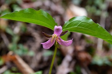 A Pink Trillium Wildflower on the Emery Falls Trail, near Chatsworth, Georgia.