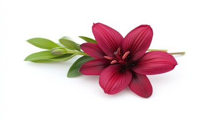 A deep burgundy lily bloom and stem with green leaves lie against a clean white background, showcasing delicate petals and rich color