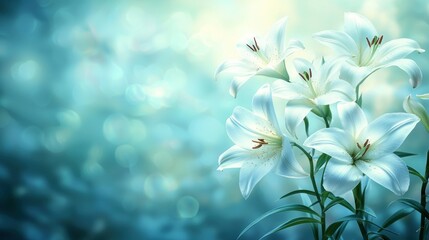 Elegant white lilies with soft blue bokeh background for serene floral composition