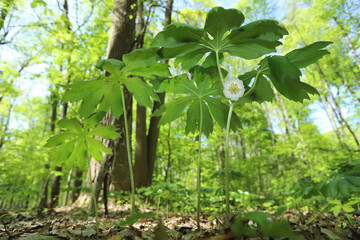 A few Mayapple (Podophyllum peltatum)  plants growing in a forest with tree trunks in the background.  One Mayapple, with a branched stem, has a solitary white flower. 