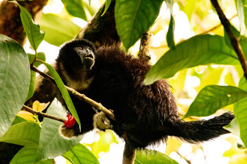 Fototapeta premium monkey