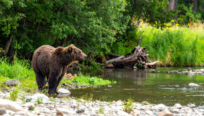 Brown bear stands by a stream surrounded by lush green trees and foliage