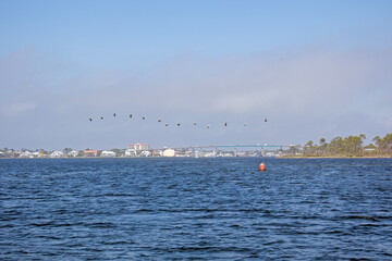 Pelicans at Perdido Key bridge