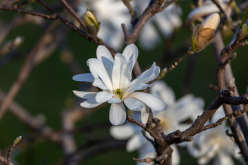Close up view of white star magnolia (magnolia stellata) tree blossoms, blooming in spring with defocused background